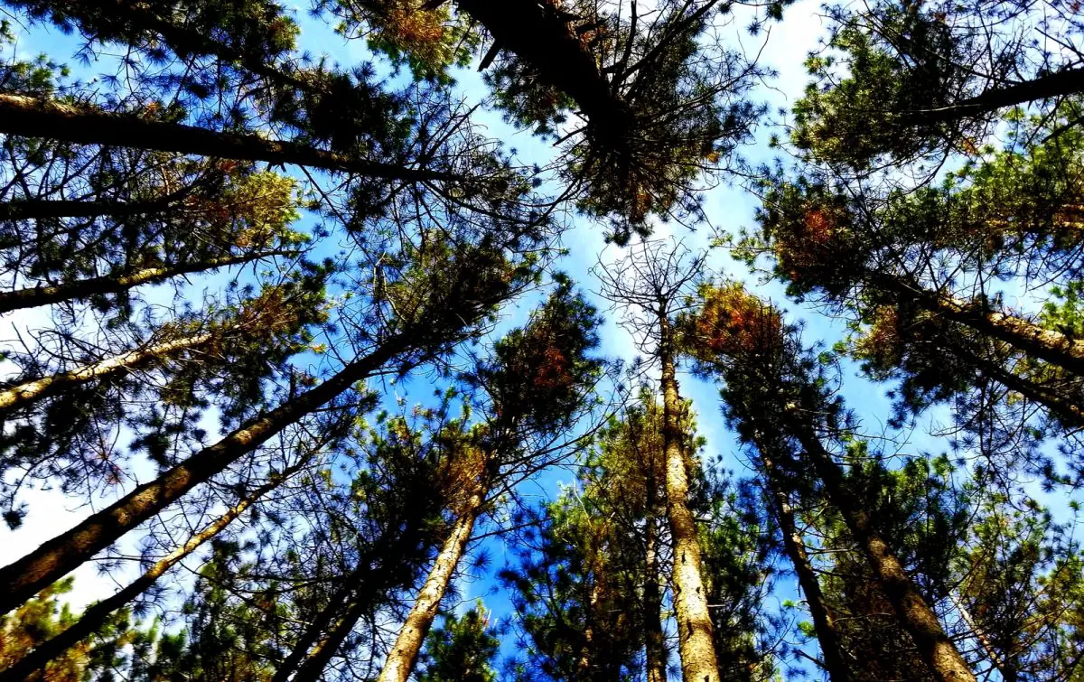 worms-eye-view photography of Dolly Sods Wilderness in West Virginia