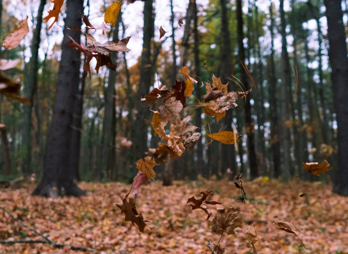 You can see a brown oak leaf anywhere in the eastern United States in November