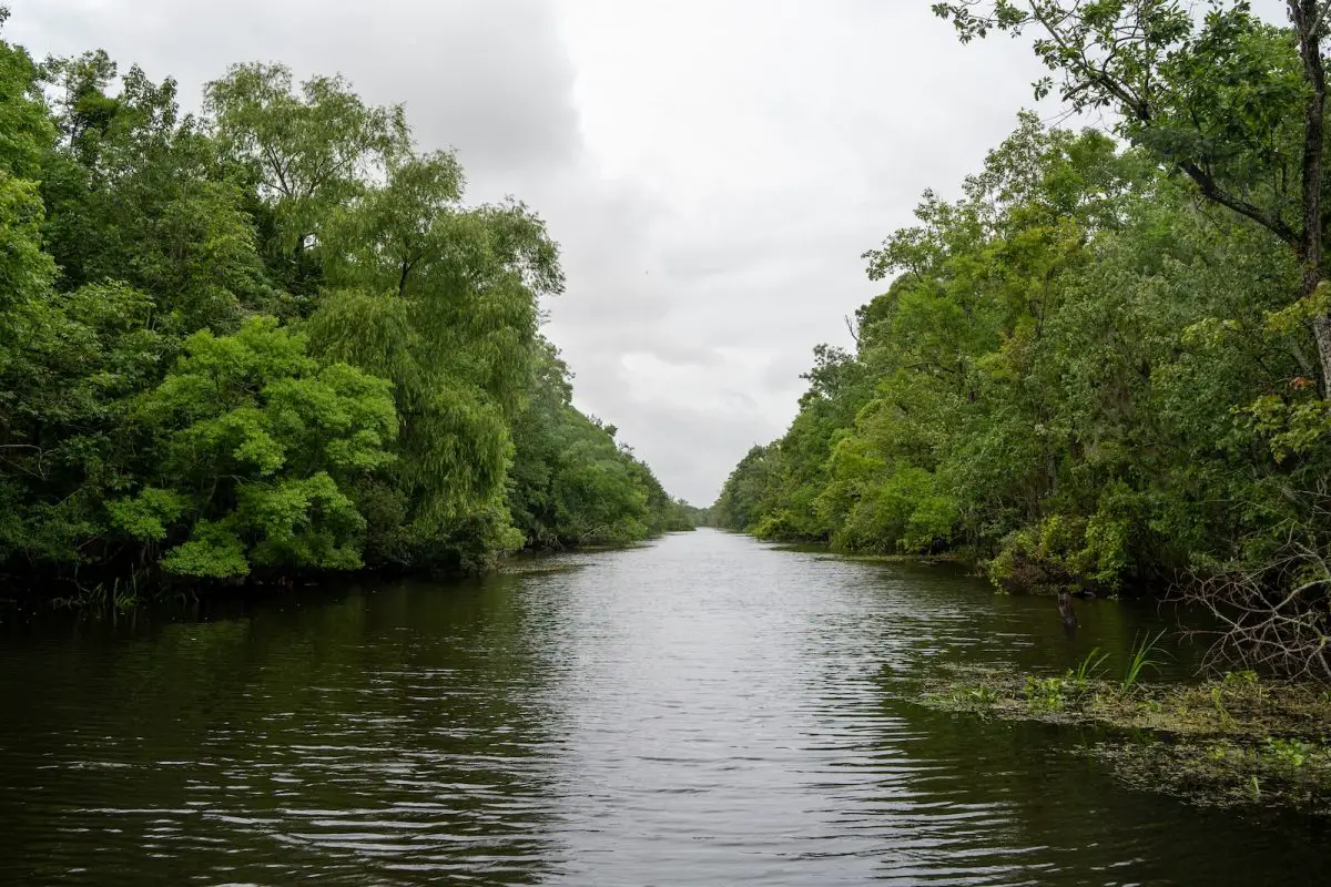 green trees beside river during daytime