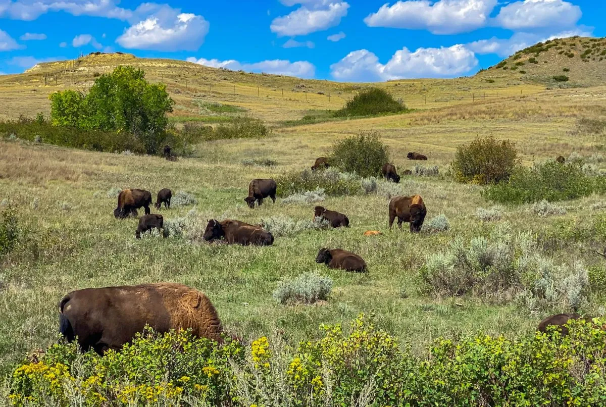north dakota theodore roosevelt national park bison