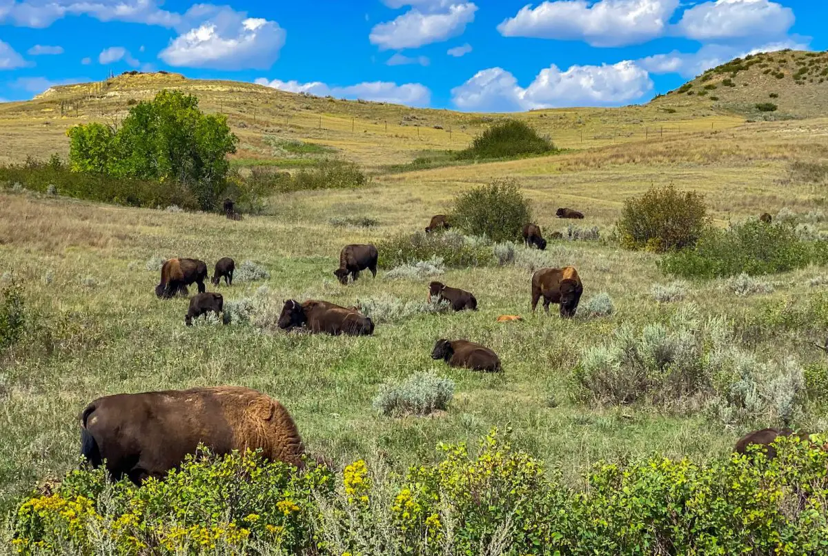 north dakota theodore roosevelt national park bison