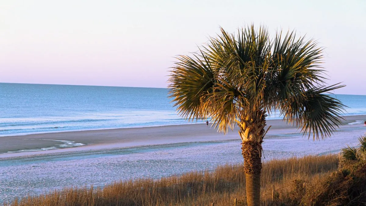 green palm tree near sea during daytime