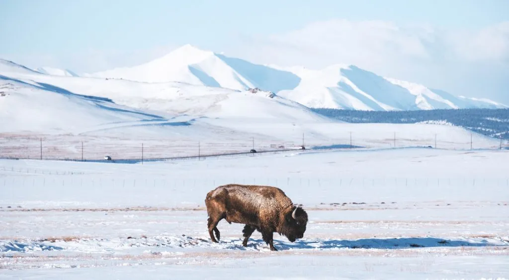 brown cow on snow covered field during daytime